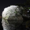 彦根城夜桜