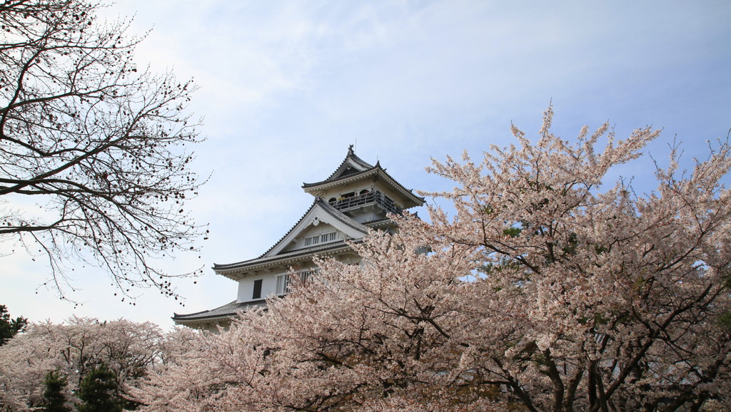 長浜城　桜満開
