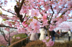 河津桜