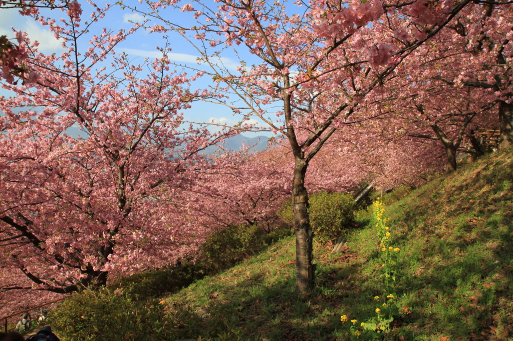 河津桜