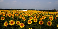 続々・夏満開
