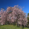紅枝垂れ桜