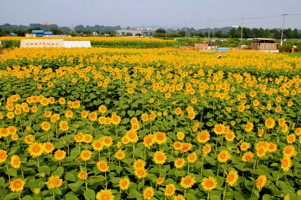 続・夏満開
