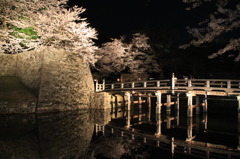 彦根城夜桜