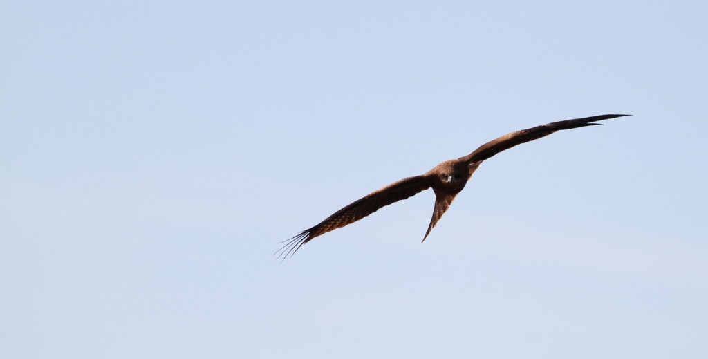 鳶