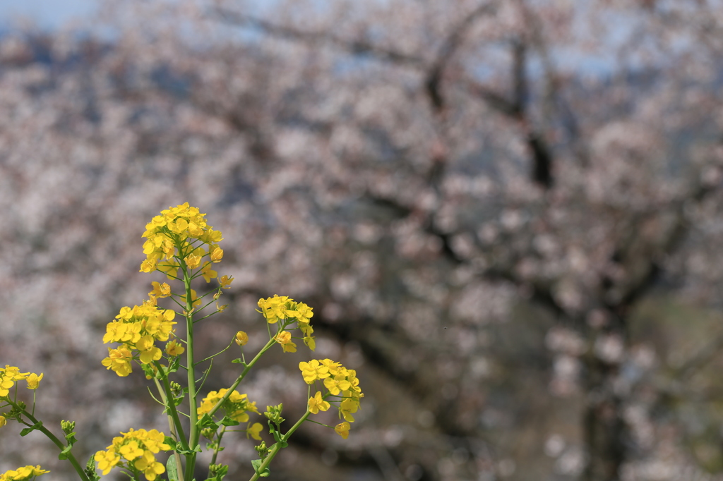 菜の花