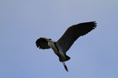 野鳥