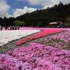 芝桜まつり