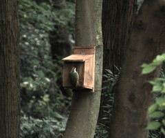 野鳥