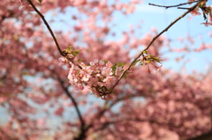 桜のブランコ