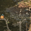 カワセミ