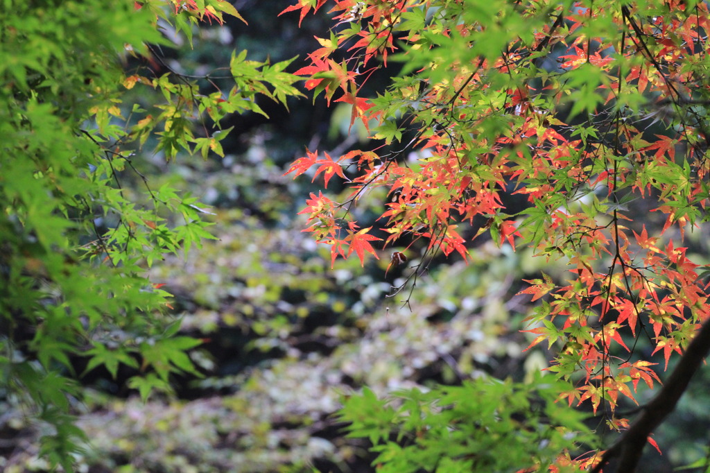 紅葉