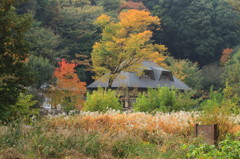 谷戸山の秋