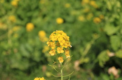 菜の花