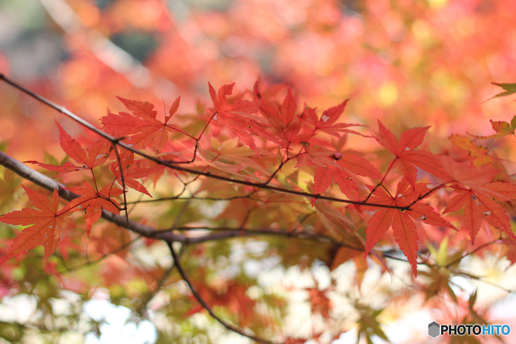 20111126_125433_IMG_7224