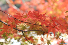 20111126_125433_IMG_7224