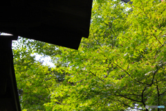 20110604_142554_IMG_3744