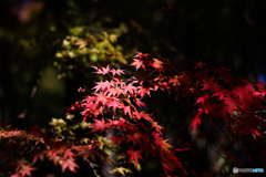 20111126_114415_IMG_7138
