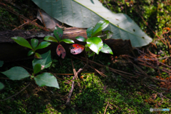 20110604_150618_IMG_3800