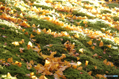 20111126_114912_IMG_7149