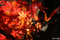 20111126_121441_IMG_7180