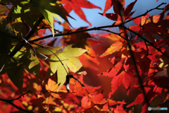 20111126_124637_IMG_7212