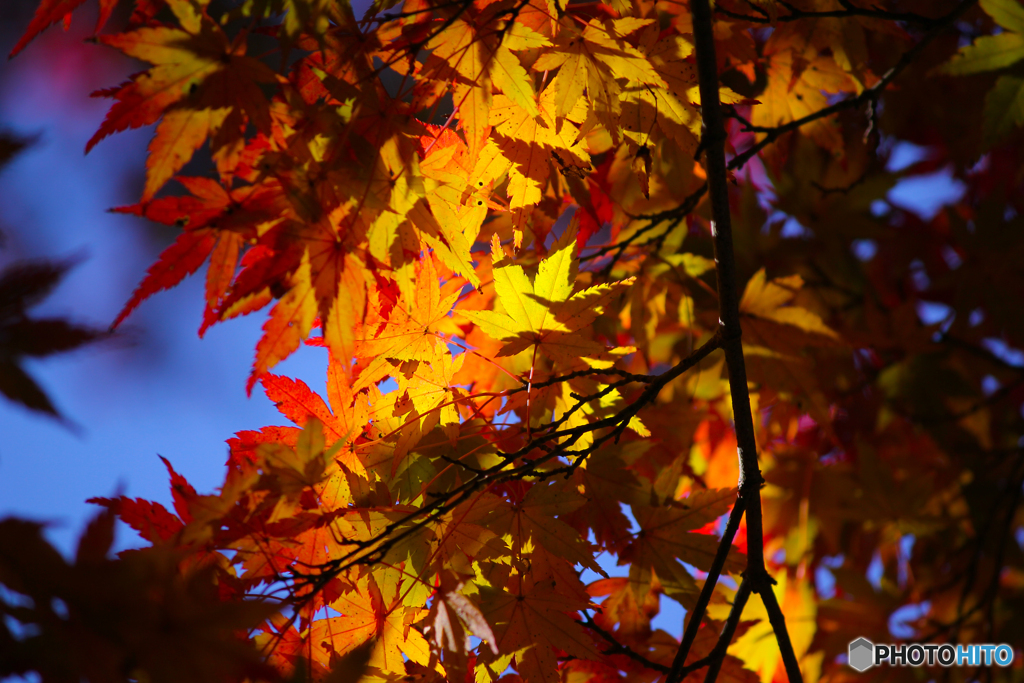 20111126_120532_IMG_7169