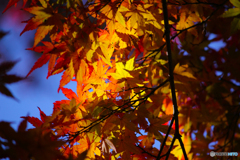 20111126_120532_IMG_7169