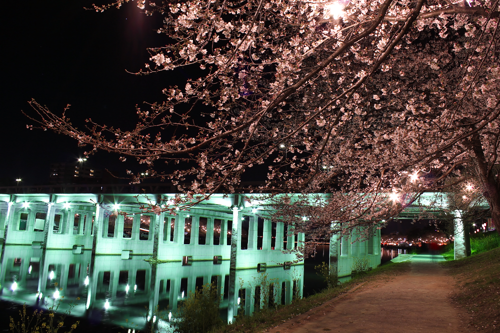 岡崎公園の夜桜２