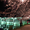 岡崎公園の夜桜２