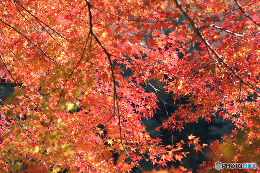 20111126_125439_IMG_7225