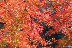 20111126_125439_IMG_7225