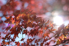 20111126_114130_IMG_7130