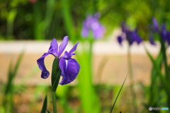 20110508_132639_IMG_3395