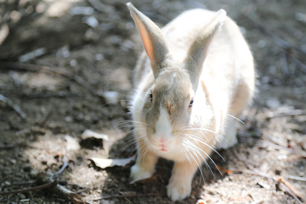 Rabbit island*