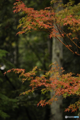 20101009_150714_IMG_0924