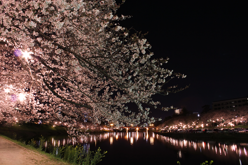 岡崎公園の夜桜１