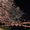 岡崎公園の夜桜１