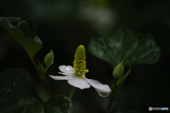 20110528_170422_IMG_3570