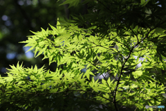 20110626_151855_IMG_4018