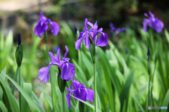 20110508_132407_IMG_3394