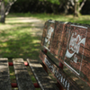 並木道のベンチ