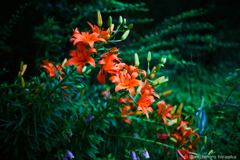 20170610_184645_IMG_0749