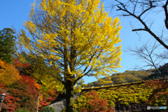 20111126_122447_IMG_7190