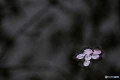 20110409_112113_IMG_3081