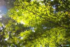 20110626_152048_IMG_4023