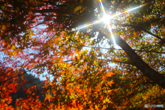 20111126_125635_IMG_7227