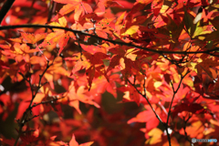 20111126_124626_IMG_7211