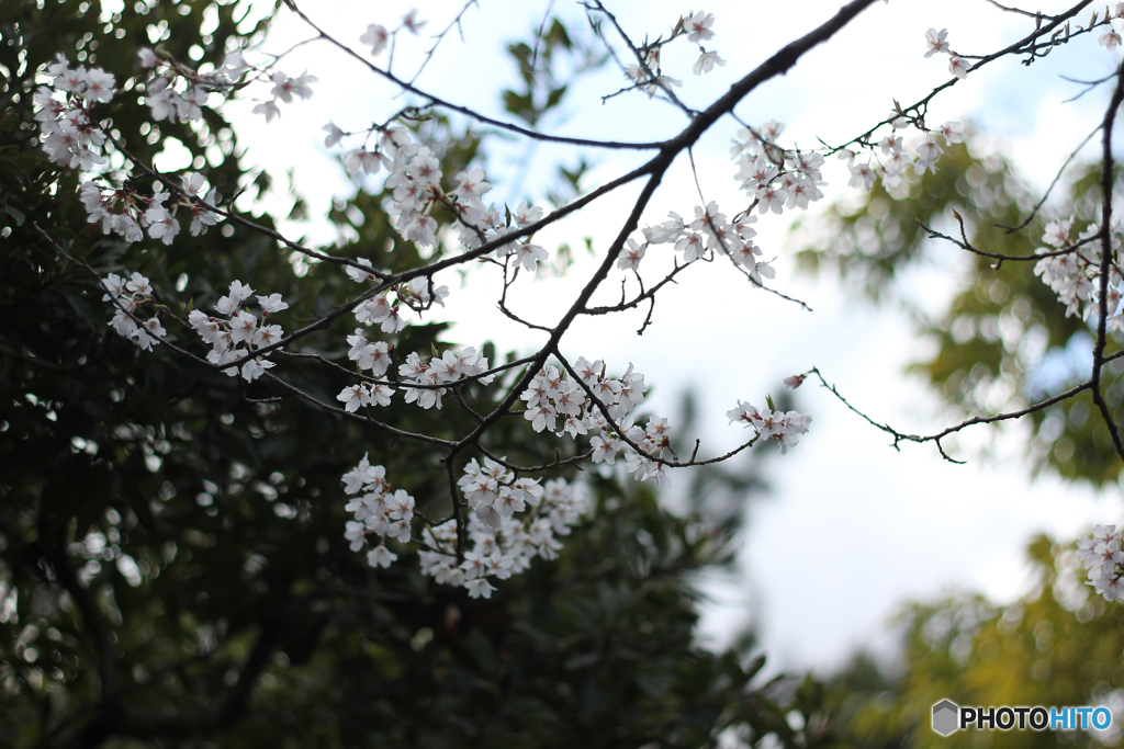 20120401_150925_IMG_7475
