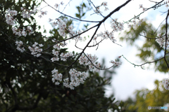 20120401_150925_IMG_7475